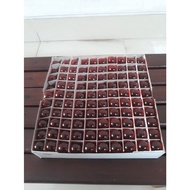 T13 12V 10W yellow turn signal bulb