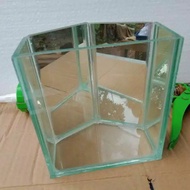 Solitary betta fish, five-sided mirrored betta fish