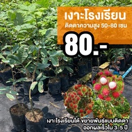 เงาะโรงเรียน (จำนวน 1 ต้น) แบบติดตา ออกผลเร็ว