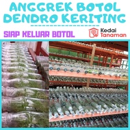 Anggrek Botol Dendrobium Melintir/Keriting