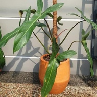 PHILODENDRON MEXICANUM - PHILODENDRON MERCY/ LONGILOBATUM ( UKURAN DEWASA )