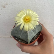 H2O - H2O - Astrophytum myriostigma cactus live plant
