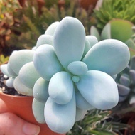 Kaktus tanaman hidup sukulen Moonstone besar
