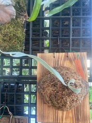 保羅偉士牌鹿角蕨Paul Vespa-大側芽- (己上板)療癒-文青、蕨類、雨林植物~室內~天南星-觀葉