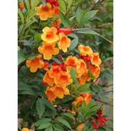 Pokok Bunga Tecoma Flamming Belles / Tecoma Oren