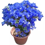 bibit bunga Bougenville import warna biru