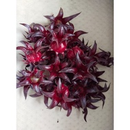 (Ready Stock)Fresh Bunga Roselle Dari Kebun