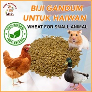 Gandum Makanan Haiwan Wheat Bird Pet Food Feeder Biji Gandum Ayam Burung Itik 小麦粒 [1KG]