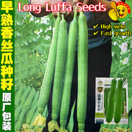 ปลูกง่าย ปลูกได้ทั่วไทย (40เมล็ด/ซอง) เมล็ดพันธุ์ บวบหอมยาว High Yield Long Luffa Seeds for Planting