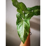 Syngonium Freckles/3 leafs/green freckles/upper cutting