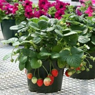 Benih Stroberi Biji Buah Strawberry Pot (Strawberry Potted Seeds)