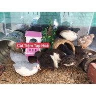 Rutin Chicken Standard F1 Bao Co 10 Eggs (free 2 eggs)