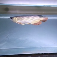 Ikan Arwana Golden Red 