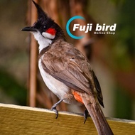 BURUNG KUTILANG JAMBUL MALAYSIA