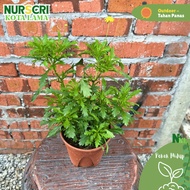 🔥OUTDOOR🔥YELLOW EURYOPS / Daisy Bush / Euryops Chrysanthemoides / 150mm Pots / Live Plants