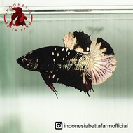 Ikan Hias Cupang Avatar Black Gold Top Grade. Jantan. Male - 04