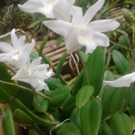 anggrek merpati / dendrobium crumenatum,dewasa