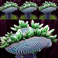 🌹100pcs Super Rare African Seeds Cactus Succulent Plant Tree Purify Air Bonsai Decor