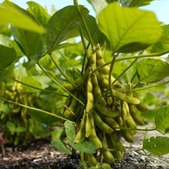 50 เมล็ด ถั่วแระญี่ปุ่น Edamame Vegetable Seeds