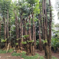 pohon pule besar