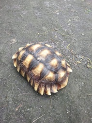 Kura darat Sulcata dewasa