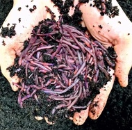 African Night Crawler (ANC) Worms 250g-1kg. (Eco Worms/Vermicomposting). Kindly No COD PURCHASE
