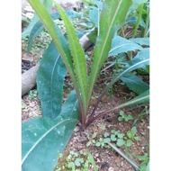 Dandelion seedlings, (can be purchased separately with stems and leaves)
