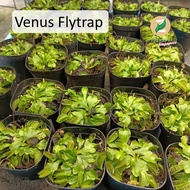 ֍Local Seller֍ Venus Flytrap Real Outdoor Houseplant Paludarium Plant