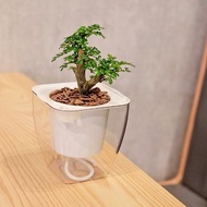 胡椒木 免澆水方形盆栽 室內植物 觀葉植物 禮物 盆栽 辦公室小物