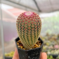 [ถูกที่สุด]แคคตัส กระบองเพชร เรนโบว์  Rainbow cactus