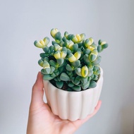 Popular Antler Begonia Variegated Snowflake Pine Variegated Succulent Plant Office Desktop Easy-to-C
