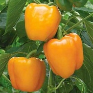 พริกหวานยักษ์ สีส้ม🎯ถูกที่สุด 10บ.📌เมล็ดพันธุ์พริกหวานยักษ์ สีส้ม20 เมล็ด 📌งอกง่าย 🌱โตไว☘️ลูกใหญ่🌱ทานอร่อย