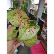 Keladi Thailand/Keladi Rare/Thai Caladium