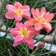Fengyu Orchid Planting Ball Potted Plant Flower Plant Indoor Courtyard Planting Hyacinth Tulip Lily 