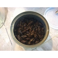 Canned Cricket Farm Raised 35gram for Aquarium Fish Lizard Snake Bird Frog Turtle Tortoise Hedgehog 