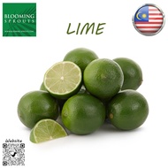 Fresh Chinese Lime Exclusive / Eksklusif Limau Nipis Cina (1 Kg)- Blooming Sprouts