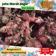 jahe merah segar 1kg Sedang / jahe merah / jahe merah segar 1kg / jahe merah segar 1kg sedang hemat