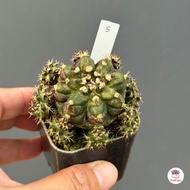 หน่อเด็ดสด #ยิมโนสายยับ Gymnocalycium แคคตัส กระบองเพชร cactus&amp;succulent