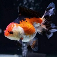 Hiasan aquarium ikan mas koki Oranda 3 color