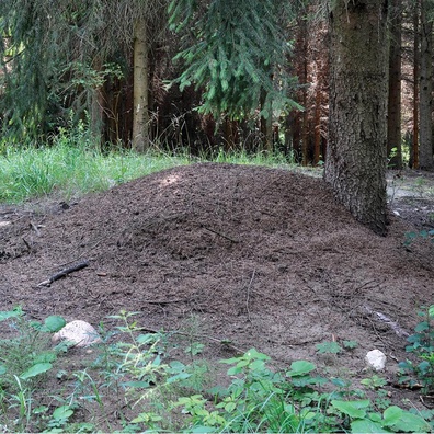 มดที่ติดกับดักสร้างอาณานิคมใต้ดินผ่านการกินเนื้อเพื่อนร่วมชาติในบังเกอร์นิวเคลียร์ที่ถูกทิ้งร้างของ Soviet