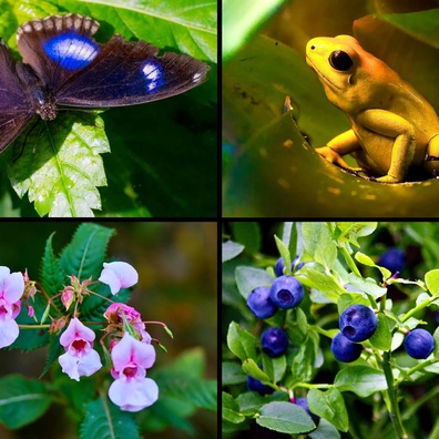 Perdebatan Warna Besar: Apakah Yang Benar-Benar Muncul Dahulu Dalam Evolusi - Warna-Warna Terang atau Mata Untuk Melihatnya?