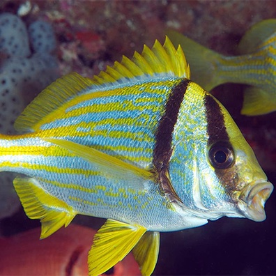 Komuniti Teknologi Menyelami Pustaka Bunyi Ikan untuk Pemuliharaan dan Projek DIY