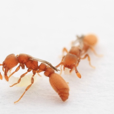 Semut Eropah Melanggar Peraturan Biologi dengan Mengklon Pekerja daripada Spesies Berbeza