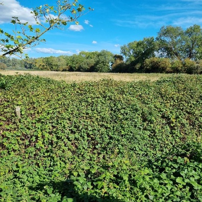 Satellite AI Model Successfully Locates Brambles from Space with Field Testing Validation
