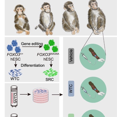 Saintis China Merekayasa "Sel Stem Super" Yang Membalikkan Penuaan Pada Monyet, Mencetuskan Perdebatan Mengenai Sisi Gelap Keabadian