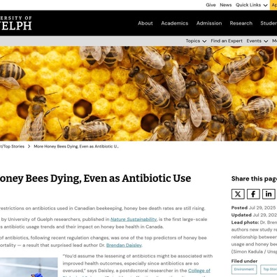 Komuniti Teknologi Berdebat Mengenai Lebah Asli vs. Lebah Madu Ketika Kematian Koloni Meningkat Walaupun Penggunaan Antibiotik Berkurangan