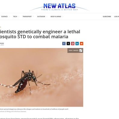 Jamur yang Dimodifikasi Secara Genetik Menciptakan Penyakit Menular Seksual Mematikan untuk Nyamuk Pembawa Malaria