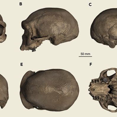 Tengkorak China Berusia 146.000 Tahun Akhirnya Diidentifikasi sebagai Denisovan, Menyelesaikan Perdebatan Ilmiah