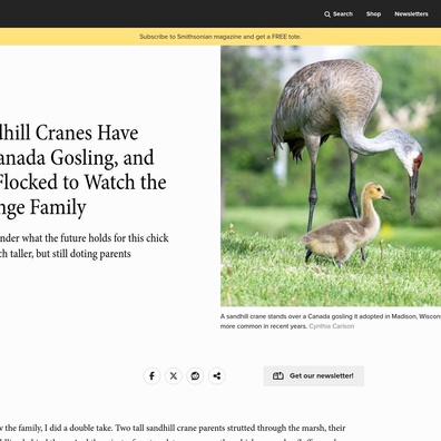 Peminat Burung Terpegun dengan Keluarga Tidak Dijangka: Burung Sandhill Crane Mengambil Anak Angsa Canada Sebagai Anak Angkat
