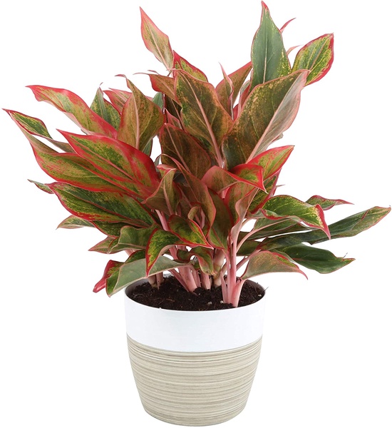 Aglaonema Evergreen Plants